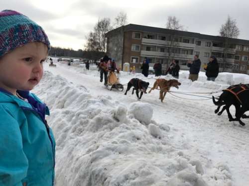 The running of the Iditarod is one of the last hurrah's of Alaska's winter.