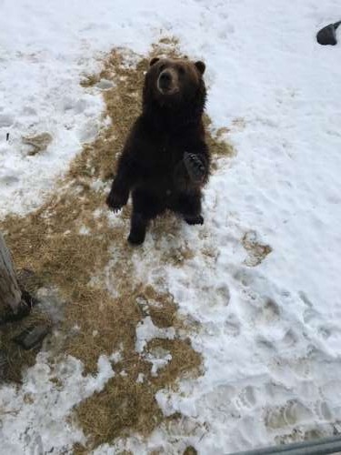 That is a hungry, hungty brown bear.  He had only been awake for a few days when this photo was taken!