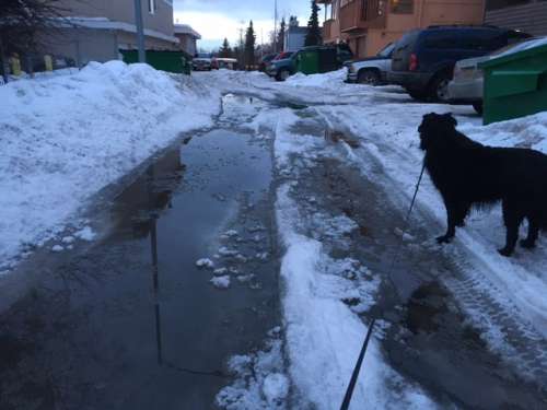 This puddle was a good ten inches deep at its deepest point.  It is gone now but stuck around for about a week before enough snow melted to drain it out.