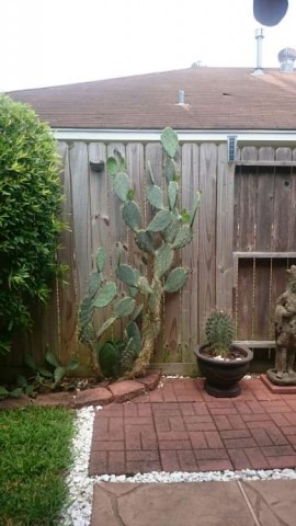 And various species of cacti. The large cactus was transplanted from my dad's ranch.