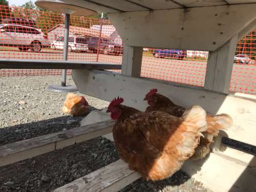 Hens roosting under a picnic table at the local brewery.  Mandatory Father's Day stop!