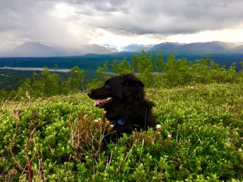 Resting in a blueberry patch.