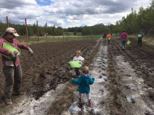 Ava helps spread a mix of amendments to a newly opened bed--a combo of fish bone meal, blood meal, lime and some other necessary trace minerals (magnesiuma and boron anyone?)