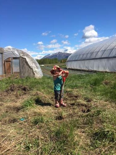 Opal's mad digging skills as she helps me clean up the perennial bed at the farm.