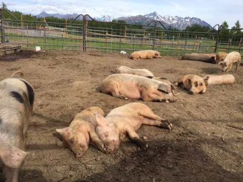 Happy snoozing pigs.