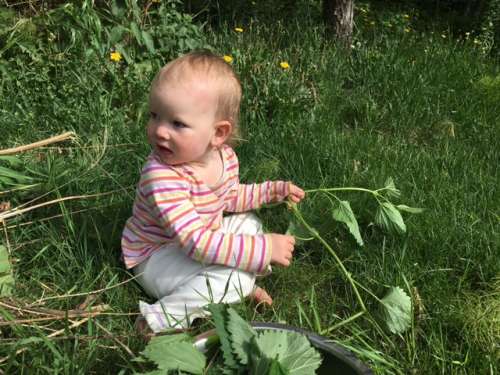 Opal helps me harvest some stinging nettle that had overtaken a raspberry patch at our new house.  They didn't seem to sting her...