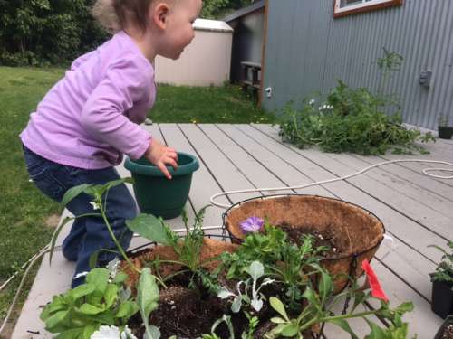 Opal helps pot up some hanging baskets, container peppers and container tomatoes.  She loves to copy whatever I do!