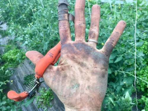 Post-tomato work hands.  Ripe for the manicuring.