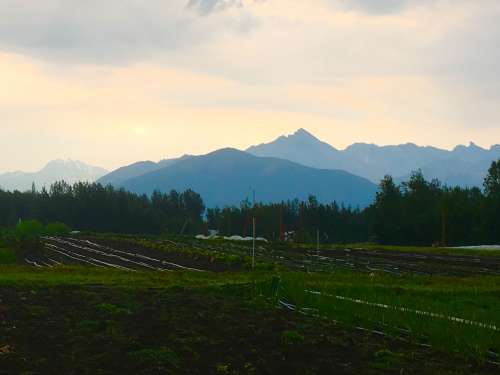 View from the tomato house--post lightning storm  (rare in Alaska).