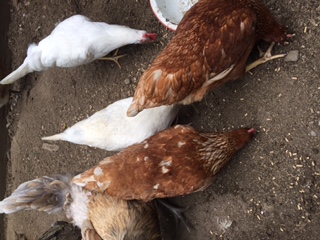 We picked up three Leghorns and three Rhode Island cross hens.