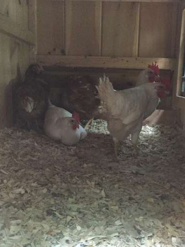 The girls went into the coop together no problem from the very first night. 