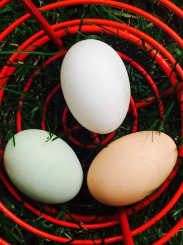 A leghorn, an Araucana, and a Rhode Island Red Cross egg.