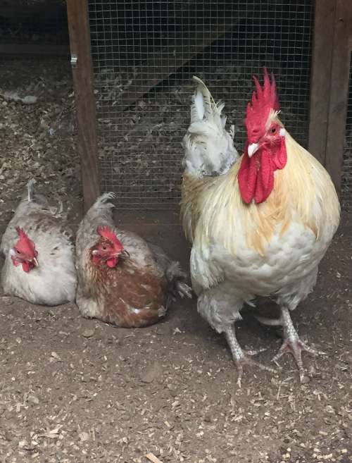 This is my favorite photo of my first flock.