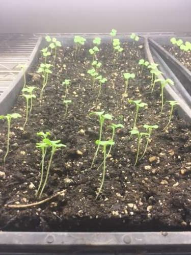 Future head lettuce.  Maybe our last tray for the season?