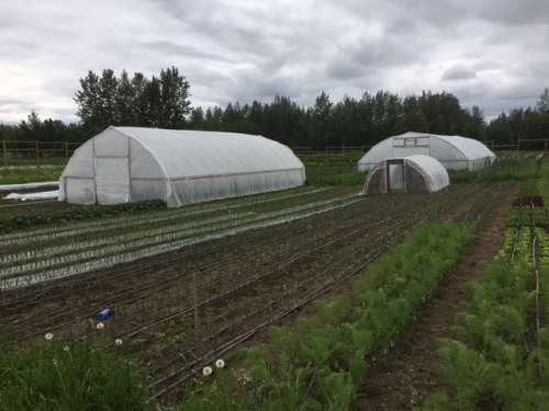 Freshly weeded onions!  Only took about 12 hours of woman work...Yay for organic farming!