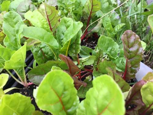 Baby Chard ready to planted in the field.