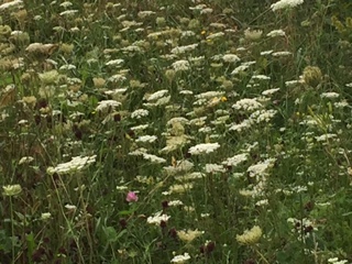 IMG_5011 (1)