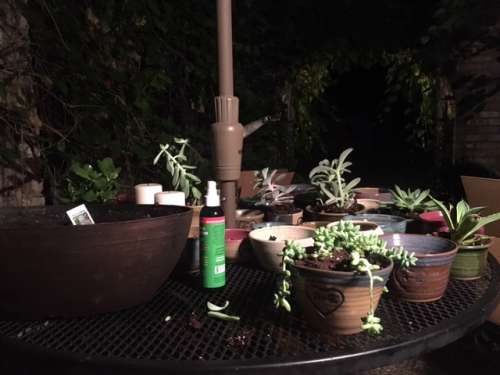 One way I decompressed: potting up succulents in the cool night by myself.