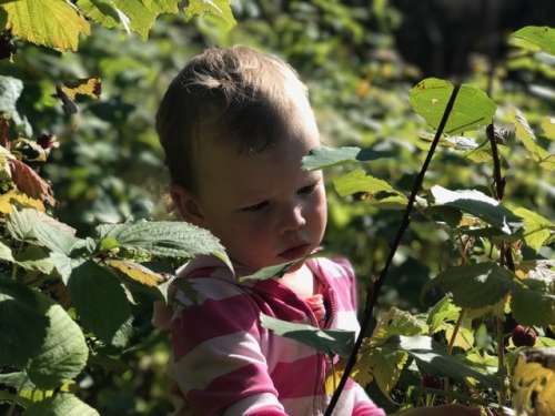 Picking raspberries