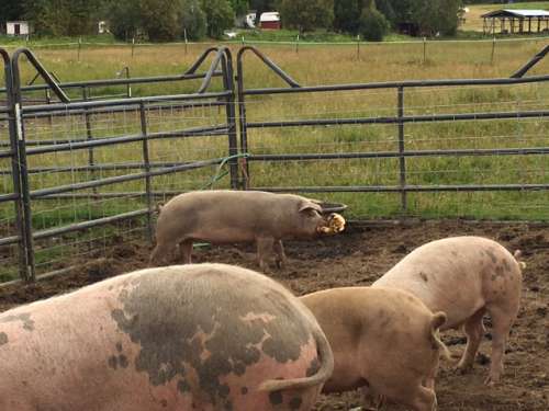 This pig was super proud of his kind of rotten pumpkin hunk.