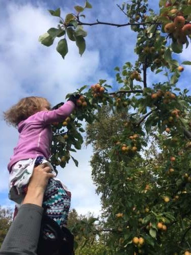 Picking apples with some help from daddy.