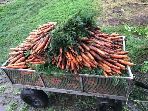 A very small sampling of the endless carrots.