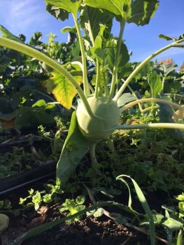 I mean, how can one not be inspired by this silly kohlrabi?