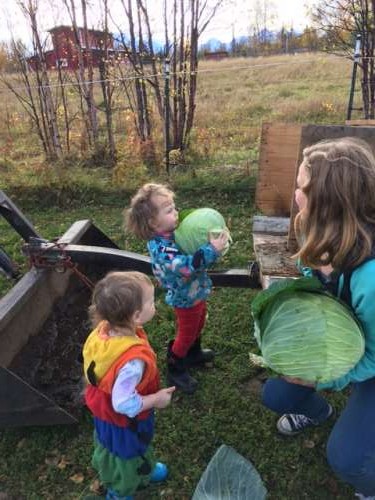 Who has time to write when there are GIANT cabbages to harvest?