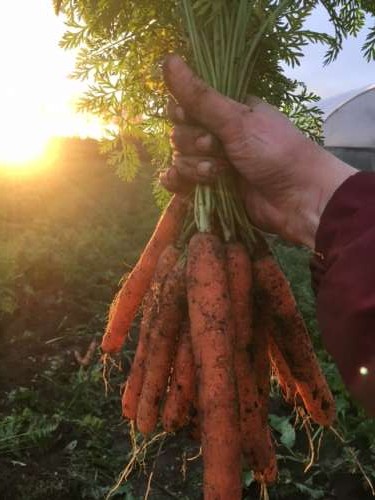 Golden hour carrots