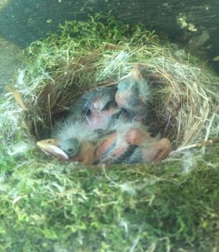 We watched the mama frequently feed her hungry brood of babies bugs this summer. 