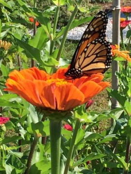 Adding color to our yards brings us joy and beneficials like this Monarch. Monarchs journey to Mexico for the winter! 