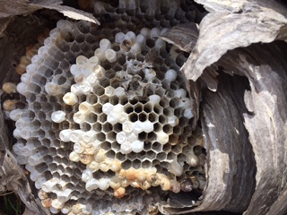 An inside view of a wasp nest