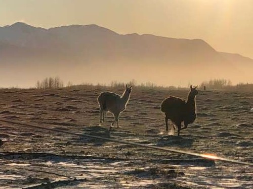 Naughty llama and her friend running through their wind blown field (our neighbor's llamas).