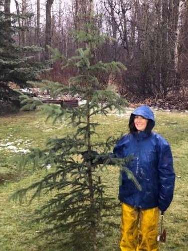 I chopped down our Christmas tree in the rain. A strange experience, but an experience nonetheless.