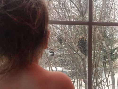 Chickadee, chickadee, fly to my window...