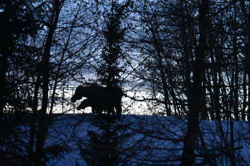 A mama moose and her yearling calf visited during dinner.