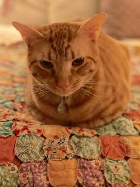 The yo yo quilt is kitty approved.