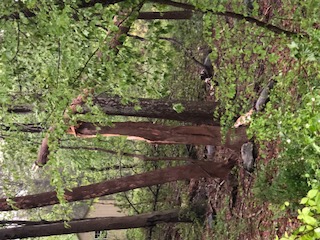 Snapped trees  found everywhere look like broken matchsticks.