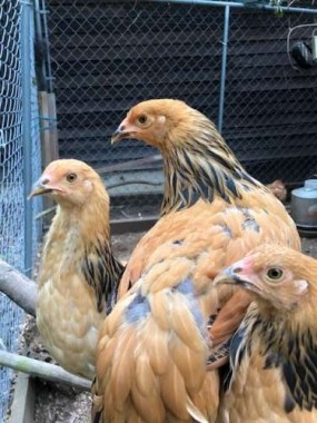 We were so lucky. We and our pets were unhurt, nothing happened that can’t be fixed. Even all the chickens weathered the storm, including the “Butterscotch Triplets”, our little pullets. The coop kept them safe, though the run was a mess!