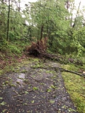 This was one of the trees blocking the driveway. This one hit the house. The upturned root stood eight feet tall!