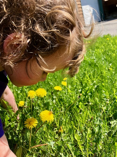 Opal spying on a bee