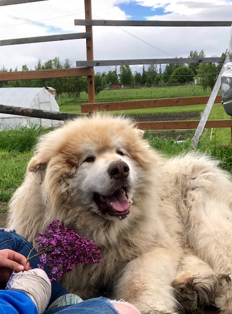 In memory of this sweet old guy who crossed the rainbow bridge early this week.  You were a good old farm dog, Muskeg!