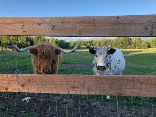 We don't have any photos of the calf yet, for fear of it running away! But Blossom is on the right and foster daddy Maybe on the left.  This is the two of them on the Fourth of July.