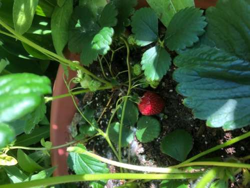 If only finding the lost calf was as easy as spotting this red strawberry (our first of the season!)