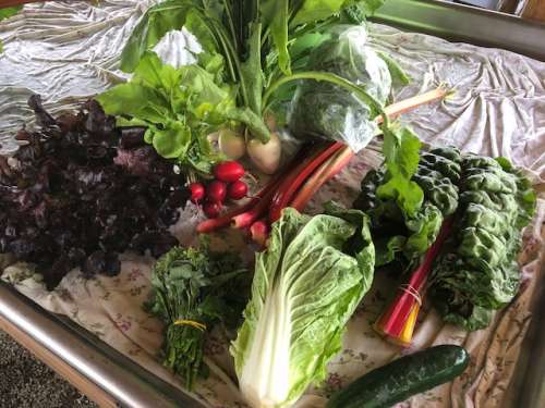 One of our CSA harvests from a few weeks ago.