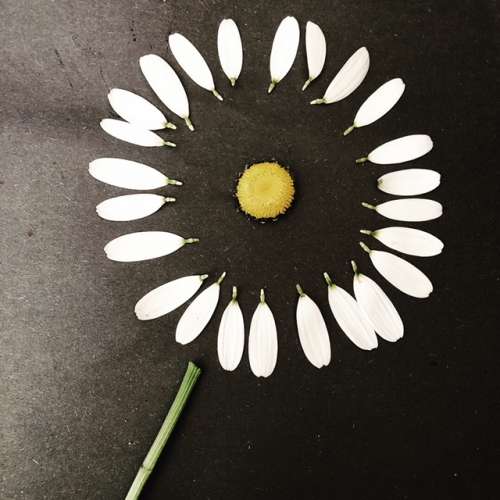 I just think this is a cool photo of a dissected oxeye daisy (invasive in these parts).  