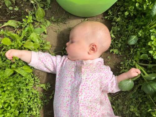 Baby Fern is already learning to pick chickweed. Thanks for the help, little baby!