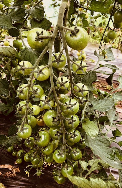 The tomato plants are heavy with tendrils of fruit ready to ripen.