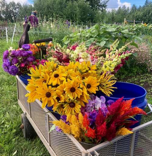 The flowers aren't complaining about he rain too much!