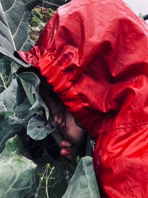 Opal finds great joy in taking sips of water from the large brassica leaves.